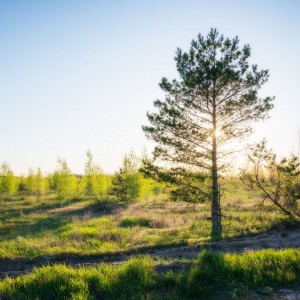 Залитые солнцем...